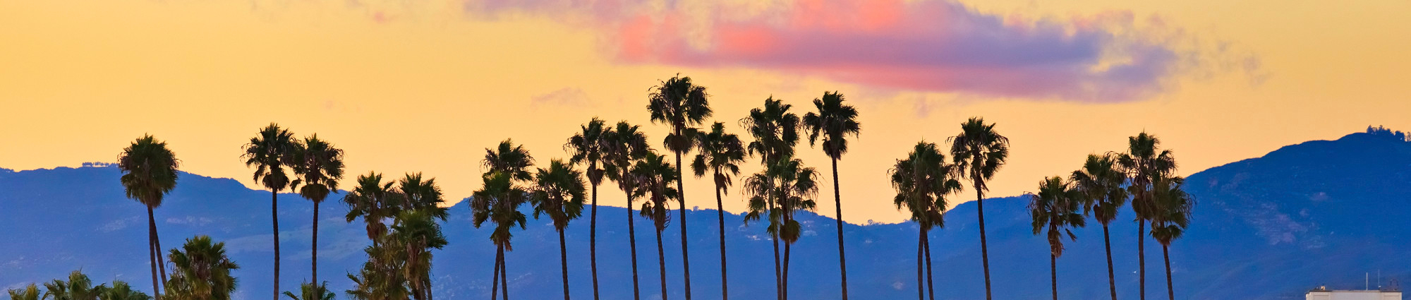 Row of palm trees silhouetted against coastal hills at sunset